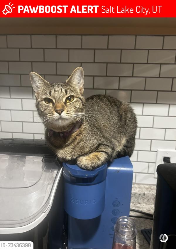 Lost Female Cat last seen Near e 2400 s, Salt Lake City, UT 84115