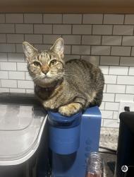 Lost Female Cat last seen Near e 2400 s, Salt Lake City, UT 84115