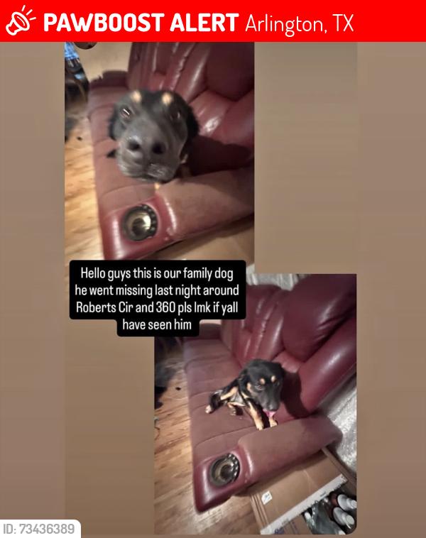 Lost Male Dog last seen Roberts By 360, Arlington, TX 76010