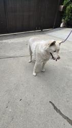 Found/Stray Unknown Dog last seen Hubbard st and sproule ave near 7 eleven, Los Angeles, CA 90023
