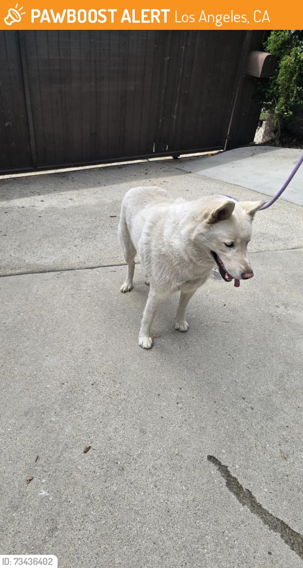 Found/Stray Unknown Dog last seen Hubbard st and sproule ave near 7 eleven, Los Angeles, CA 90023