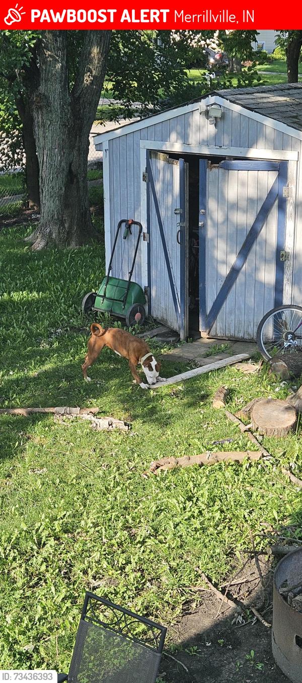Lost Female Dog last seen mcdonalds, Merrillville, IN 46410