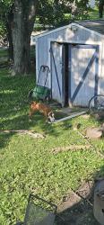 Lost Female Dog last seen mcdonalds, Merrillville, IN 46410