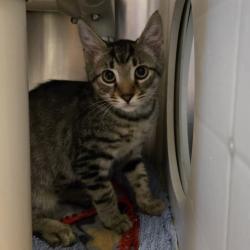 Shelter Stray Female Cat last seen Near N K St, LIVERMORE, CA, 94550, 8323 Baldwin St, Oakland, CA 94621, USA