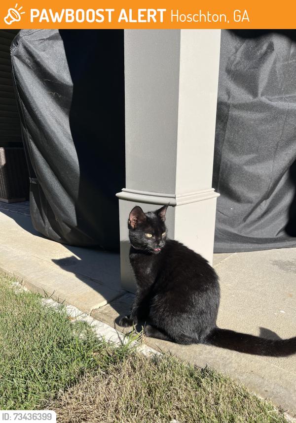 Found/Stray Unknown Cat last seen Winterset neighborhood, Hoschton, GA 30548