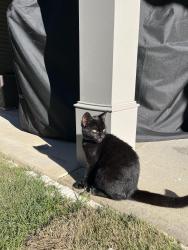 Found/Stray Unknown Cat last seen Winterset neighborhood, Hoschton, GA 30548