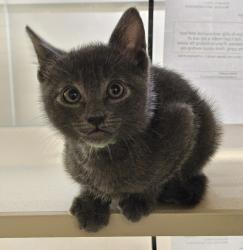 Shelter Stray Male Cat last seen Near Paseo Laguna Seco Street, LIVERMORE, CA, 94551, 8323 Baldwin St, Oakland, CA 94621, USA