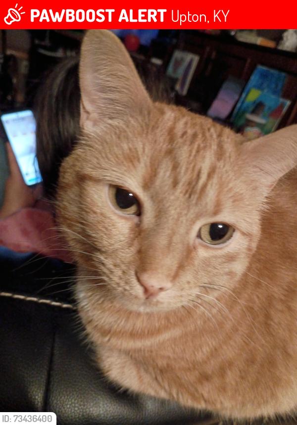 Lost Female Cat last seen Upton Fire Department, Upton, KY 42784