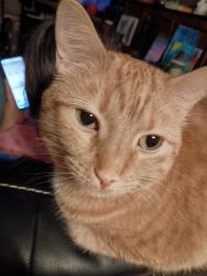 Lost Female Cat last seen Upton Fire Department, Upton, KY 42784