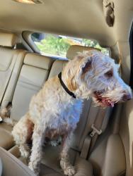 Found/Stray Female Dog last seen Bailey rd & Springwood way Concord, Concord, CA 94521