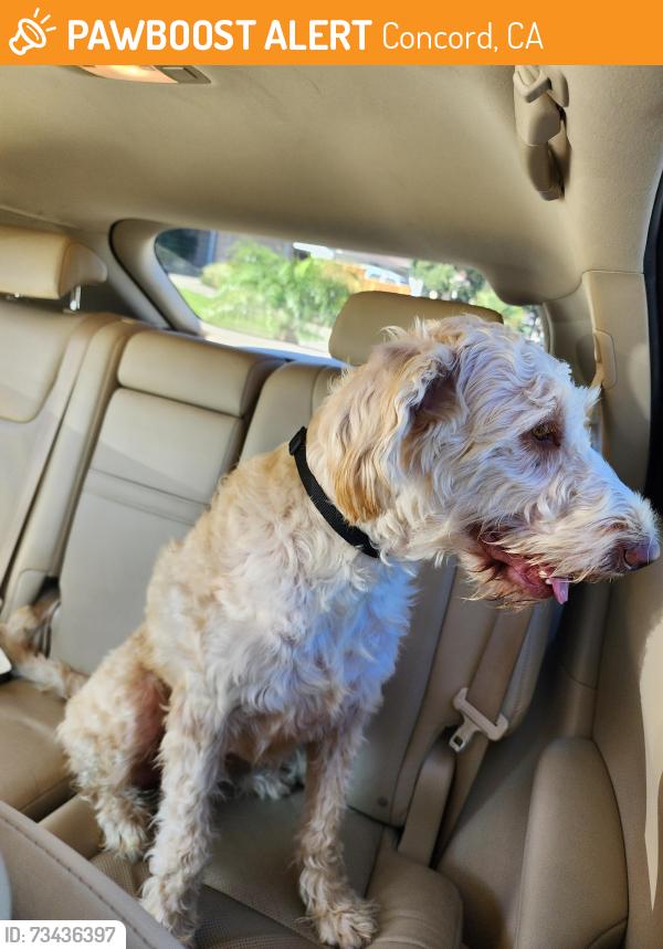 Found/Stray Female Dog last seen Bailey rd & Springwood way Concord, Concord, CA 94521