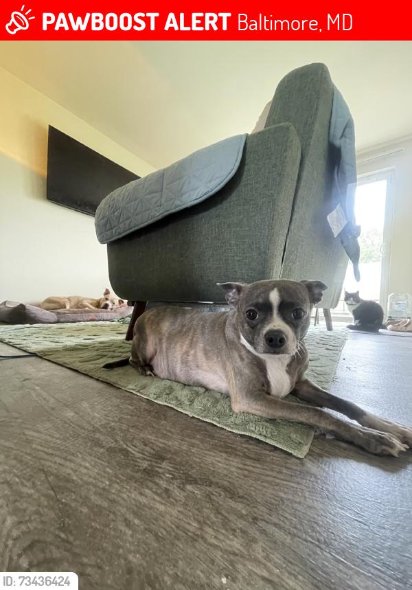 Lost Female Dog last seen Gwynnbrook s, Baltimore, MD 21207