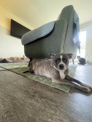 Lost Female Dog last seen Gwynnbrook s, Baltimore, MD 21207
