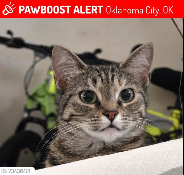 Lost Female Cat last seen Nw 42nd street and Ann Arbor, Oklahoma City, OK 73122