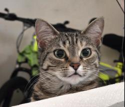 Lost Female Cat last seen Nw 42nd street and Ann Arbor, Oklahoma City, OK 73122