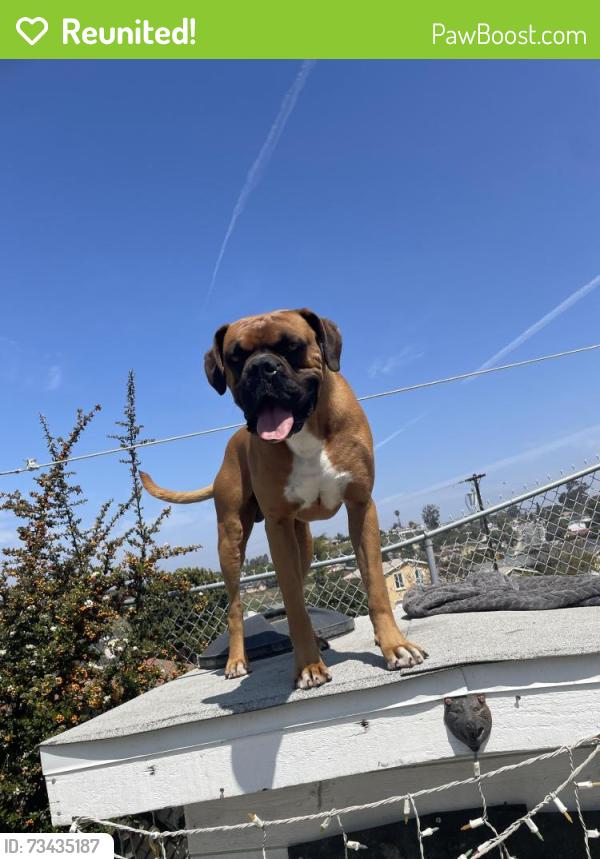 Reunited Male Dog last seen Gray harness, Chula Vista, CA 91911