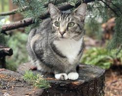 Lost Male Cat last seen Sudden Valley Gate 3, Bellingham, WA 98229