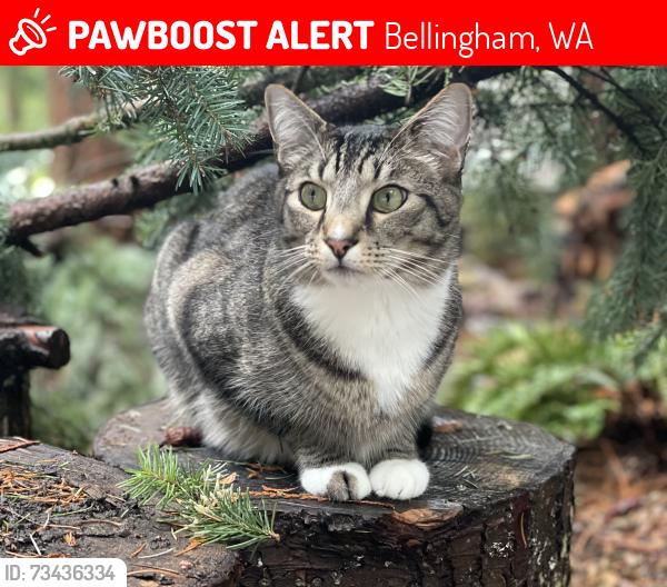 Lost Male Cat last seen Sudden Valley Gate 3, Bellingham, WA 98229