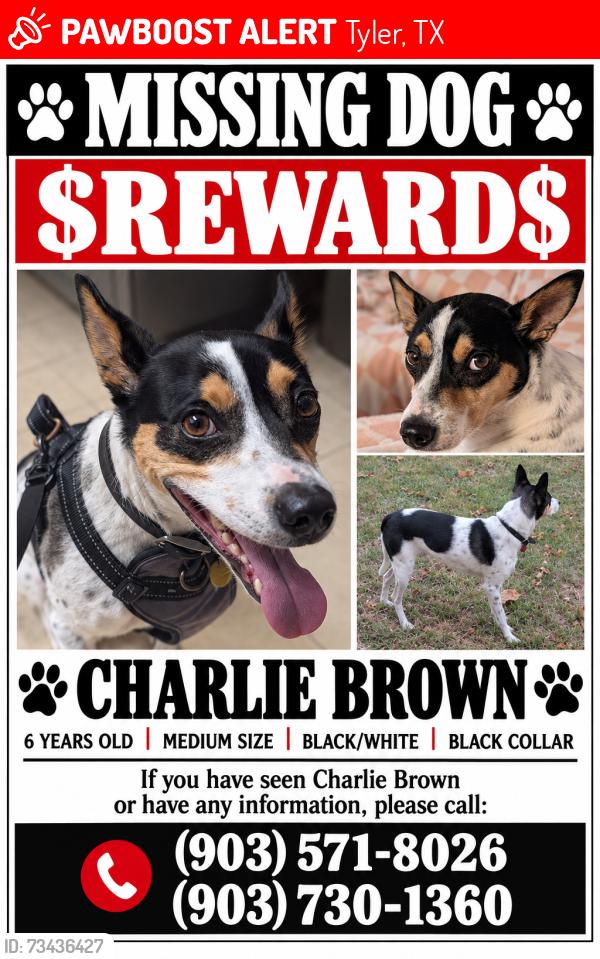 Lost Male Dog last seen Front Street, Tyler, TX 75702
