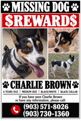 Lost Male Dog last seen Front Street, Tyler, TX 75702