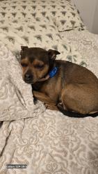 Reunited Female Dog last seen Underneath ravensburg Boulevard Bridge mon tour walk trail Clairton PA that starts at the Clairton pa sewage plant, Clairton, PA 15025