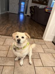 Lost Male Dog last seen Southwest blvd. Southland blvd., San Angelo, TX 76904