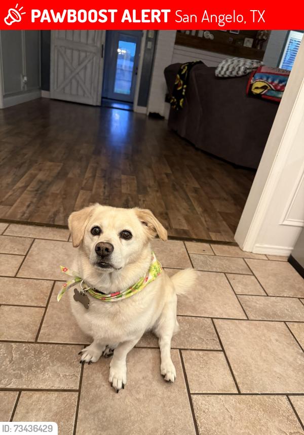 Lost Male Dog last seen Southwest blvd. Southland blvd., San Angelo, TX 76904