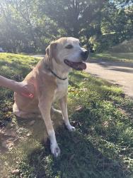 Found/Stray Male Dog last seen Sandy springs park, Maryville, TN 37803