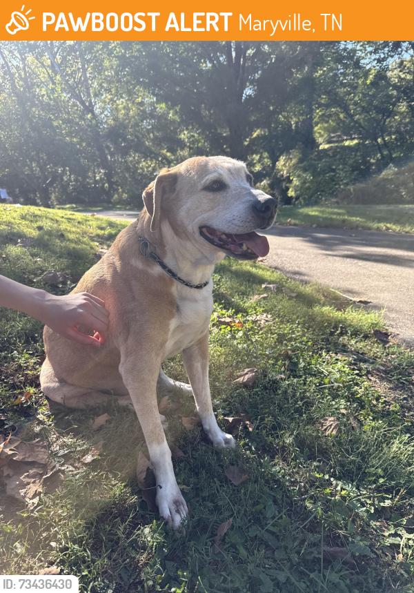 Found/Stray Male Dog last seen Sandy springs park, Maryville, TN 37803