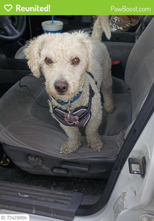 Reunited Male Dog last seen Dobson and baseline mesa, Mesa, AZ 85202