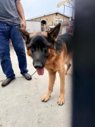 Reunited Male Dog last seen Franklin st, San Diego, CA 92113