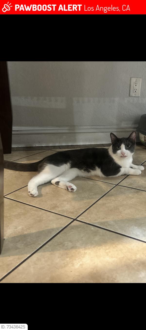 Lost Male Cat last seen Neydu/whirsett ave, Los Angeles, CA 90001