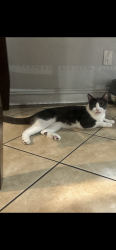 Lost Male Cat last seen Neydu/whirsett ave, Los Angeles, CA 90001