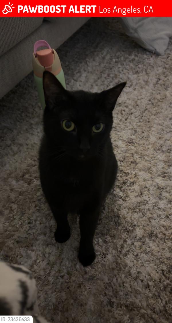 Lost Female Cat last seen Somerset Drive, S Victoria Ave, Wellington Rd, Los Angeles, CA 90016