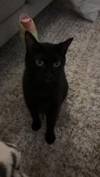 Lost Female Cat last seen Somerset Drive, S Victoria Ave, Wellington Rd, Los Angeles, CA 90016