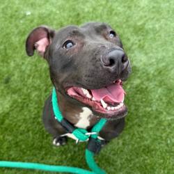 Shelter Stray Female Dog last seen , Animal Care & Control Team of Philly, 111 W Hunting Park Ave, Philadelphia, PA 19140, USA