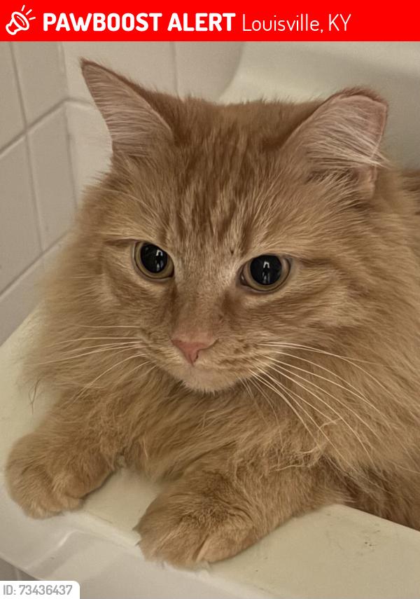 Lost Female Cat last seen Outerloop, Apex, Louisville, KY 40219