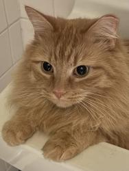 Lost Female Cat last seen Outerloop, Apex, Louisville, KY 40219