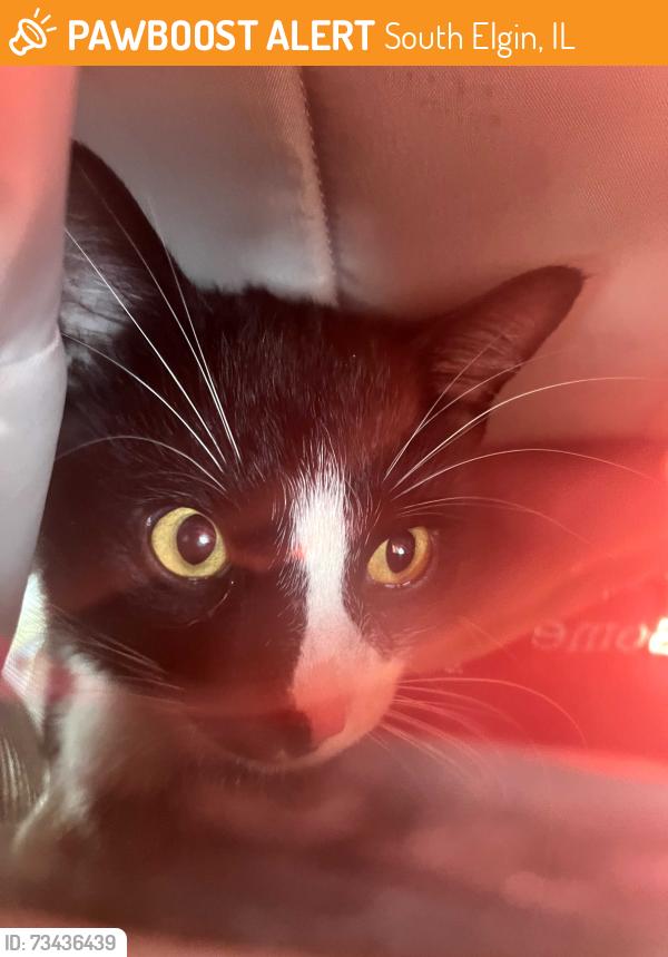 Found/Stray Unknown Cat last seen Clinton Grade School, South Elgin, IL 60177