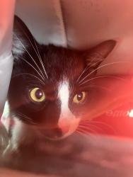 Found/Stray Unknown Cat last seen Clinton Grade School, South Elgin, IL 60177