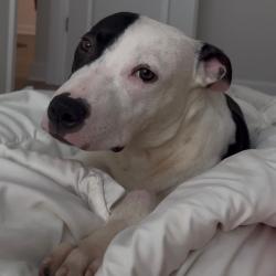 Shelter Stray Male Dog last seen , 8020 Washington St, Port Richey, FL 34668, USA