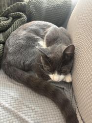 Found/Stray Female Cat last seen 84th St. SW in Byron Center near the Subway, Byron Center, MI 49315