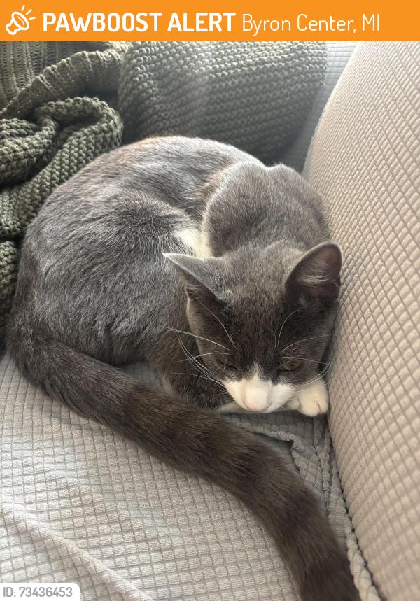 Found/Stray Female Cat last seen 84th St. SW in Byron Center near the Subway, Byron Center, MI 49315