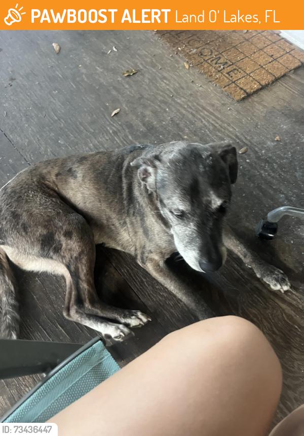 Found/Stray Female Dog last seen Ehren cut off rolling meadow lane, Land O' Lakes, FL 34639