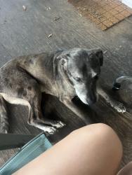 Found/Stray Female Dog last seen Ehren cut off rolling meadow lane, Land O' Lakes, FL 34639
