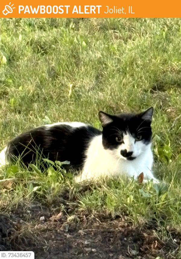 Found/Stray Unknown Cat last seen Balck Road and Mack Street, Joliet, IL 60435