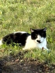 Found/Stray Unknown Cat last seen Balck Road and Mack Street, Joliet, IL 60435