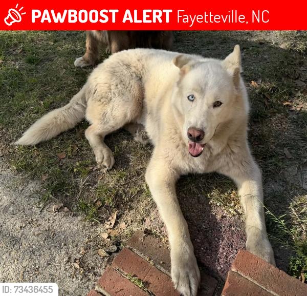 Lost Male Dog last seen Sandalwood dr, Fayetteville, NC 28304