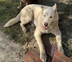 Lost Male Dog last seen Sandalwood dr, Fayetteville, NC 28304