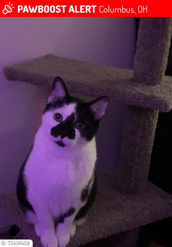 Lost Male Cat last seen Inn town apmts, Columbus, OH 43201